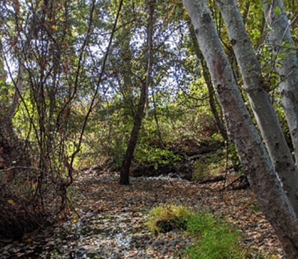 Paynes Creek Diversion Dam Bedrock Mapping, Redding, California